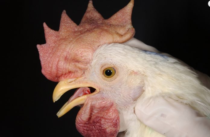 Virulent Newcastle Disease chicken Virulent Newcastle Disease chicken