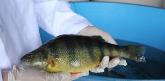 yellow perch