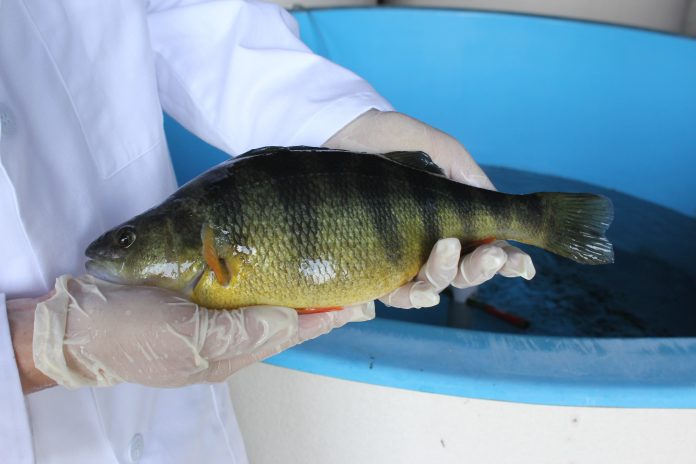 yellow perch yellow perch