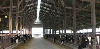 dairy barn