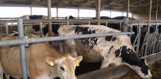 Jersey and Holstein