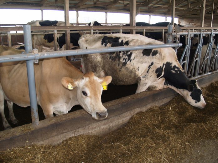 Jersey and Holstein Jersey and Holstein