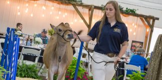 Heifer sale