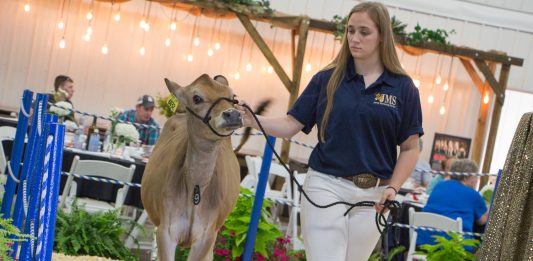 Heifer sale