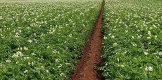 potato field