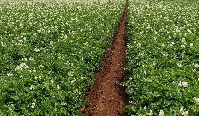 potato field potato field