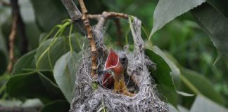 Oriole