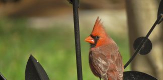 cardinal