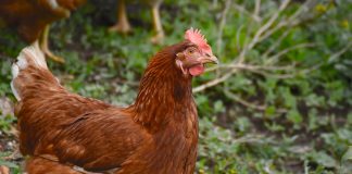 chicken