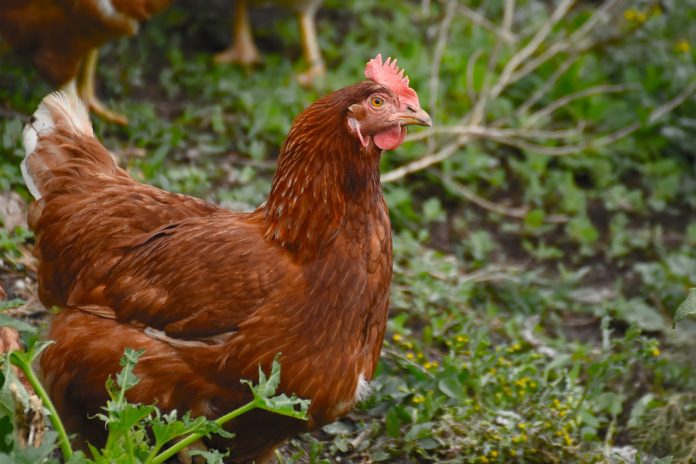 chicken chicken