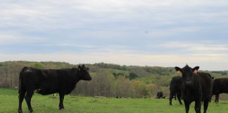 cow genomics