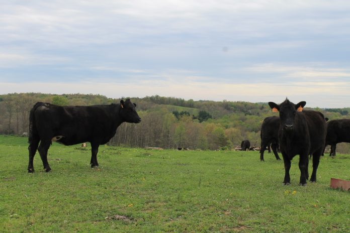 cow genomics cow genomics