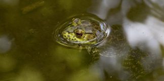 frog