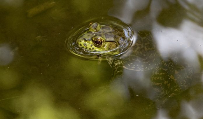 frog frog