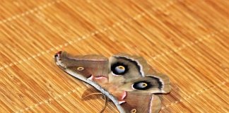 giant silk moth