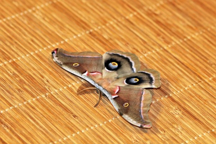 giant silk moth giant silk moth