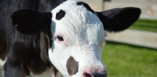Hornless cow