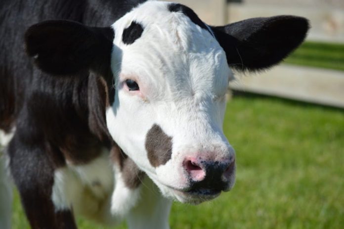 Hornless cow Hornless cow
