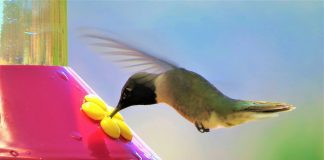 humming bird