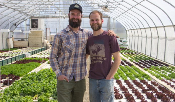 lettuce_heads_1 Kurk and Nick Ziegler, Lettuce Heads