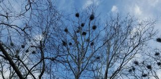 nests in trees