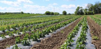 Organic OEFFA produce