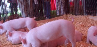 pigs
