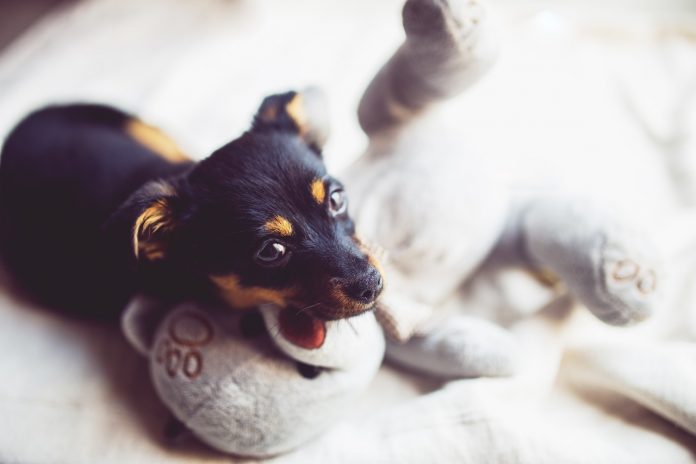 puppy and teddy bear puppy and teddy bear