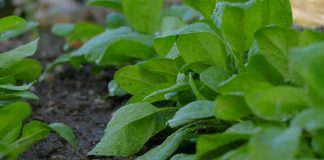spinach