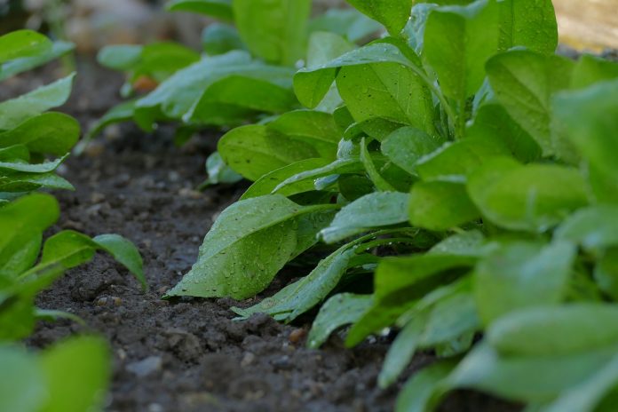 spinach spinach