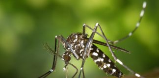 mosquito