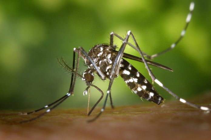 mosquito mosquito