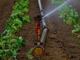 irrigation