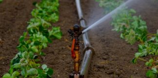 irrigation