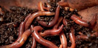 worms