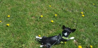 pup in grass