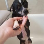 poison ivy dog