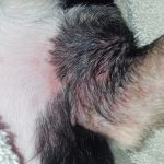 poison ivy dog