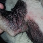 poison ivy dog