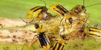 corn Rootworm