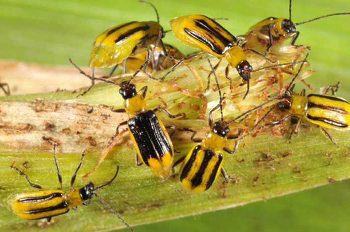 corn Rootworm corn Rootworm