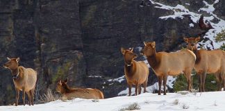 elk in yellowstone