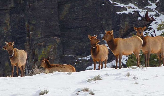 elk in yellowstone elk in yellowstone