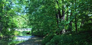 Riparian zone near a stream