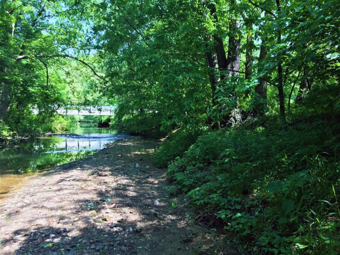 Riparian zone near a stream Riparian zone near a stream