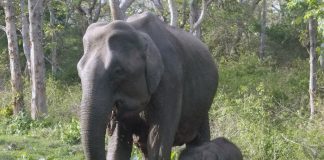 elephants