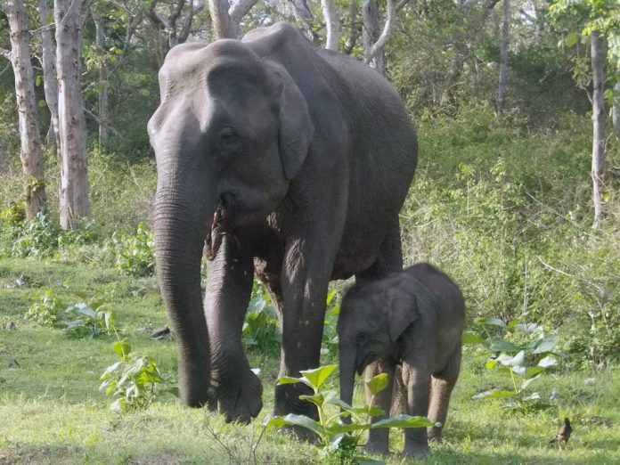 elephants elephants