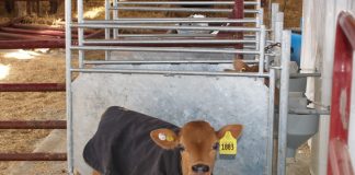 Calf feeder