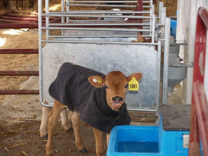 Calf feeder Calf feeder