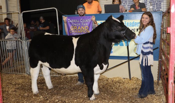 Carroll County grand champion steer